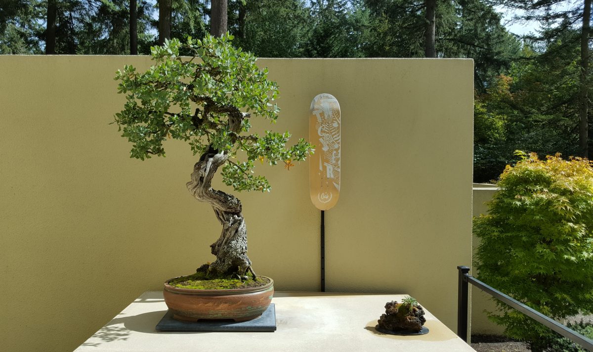 Từ triển lãm “Decked-Out,” Tucker Oak (Quercus john-tuckeri) với ván trượt “Tucker Oak” do họa sĩ Merlot vẽ. (Ảnh: Đăng dưới sự cho phép của Bảo tàng Bonsai Thái Bình Dương)