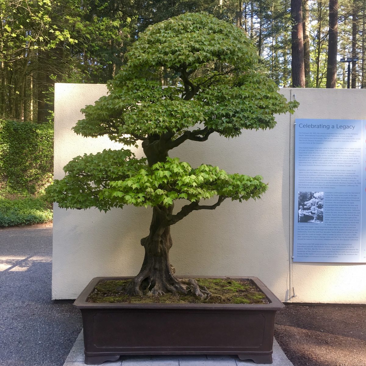 “Cây phong Domoto, Winter” (Trident Maple, Acer buergerianum), được tạo dáng thành một cây bonsai ít nhất là từ năm 1913. Nghệ nhân: ông Toichi Domoto. (Ảnh: Đăng dưới sự cho phép của Bảo tàng cây cảnh Bonsai Thái Bình Dương)