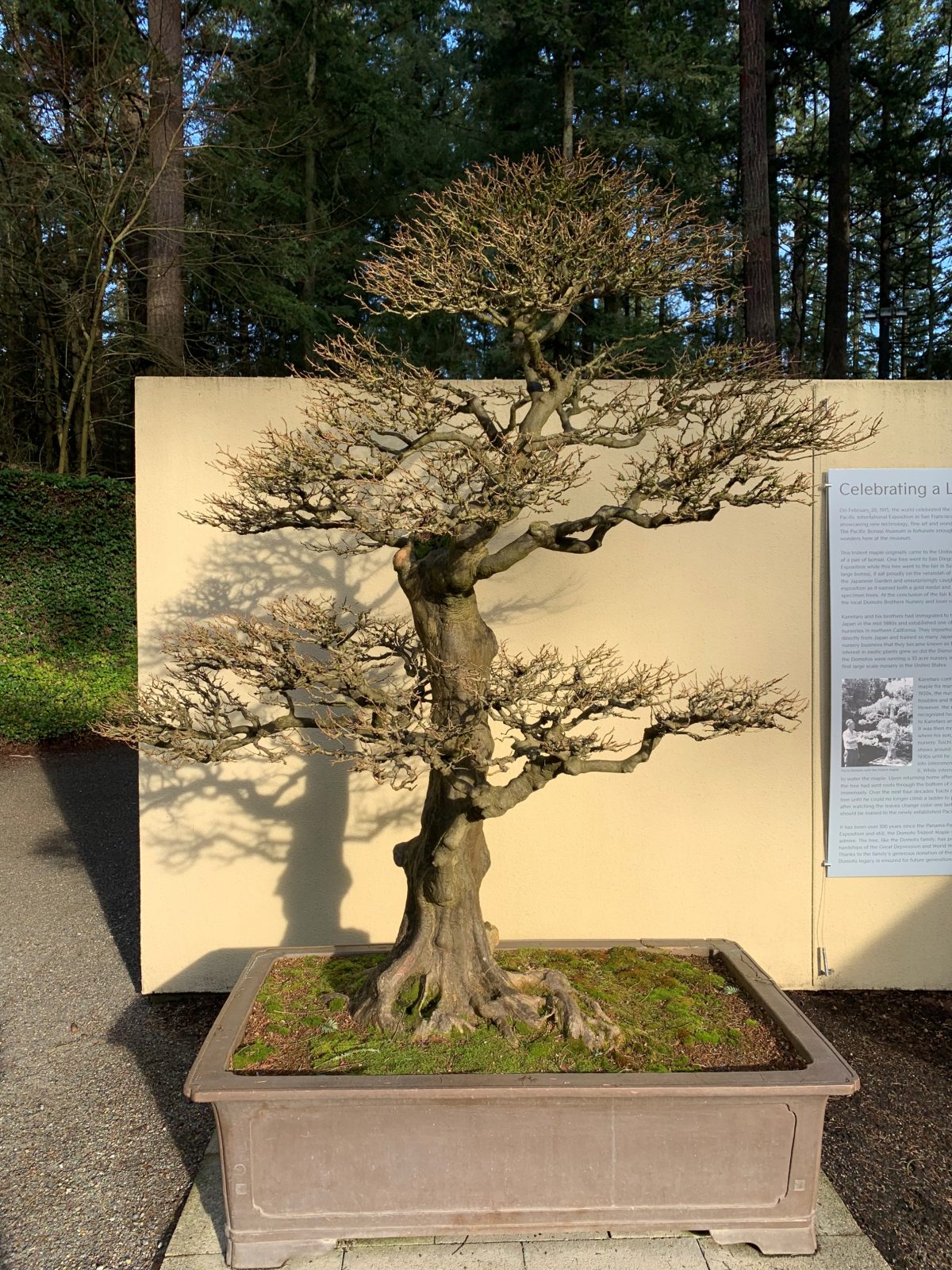 “Cây phong Domoto, Summer” (Trident Maple, Acer buergerianum), được trồng làm bonsai ít nhất là từ năm 1913. Nghệ nhân: ông Toichi Domoto. (Ảnh: Đăng dưới sự cho phép của Bảo tàng cây cảnh Bonsai Thái Bình Dương)