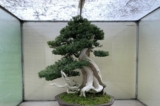 Cây Thủy tùng Triều Tiên (Taxus cuspidata), ra đời vào khoảng năm 1500, cây thủy tùng này được tạo dáng thành bonsai từ năm 1986. Nghệ nhân: ông Su Hyung Yoo. (Ảnh: Đăng dưới sự cho phép của Bảo tàng Bonsai Thái Bình Dương)