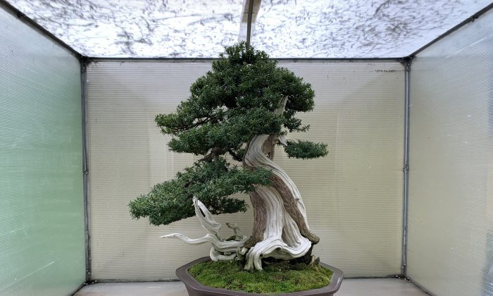 Trải nghiệm thăng hoa tinh thần tại Bảo tàng Bonsai Thái Bình Dương