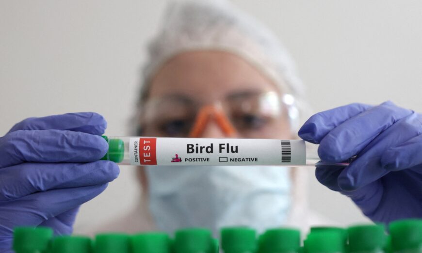 Các chuyên gia về cúm thảo luận về nguy cơ của H5N1