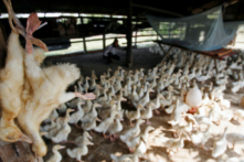 Vịt chết được treo tại một trang trại ở ngoại ô Phnom Penh, Campuchia, ngày 17/12/2008. (Chor Sokunthea/Reuters)