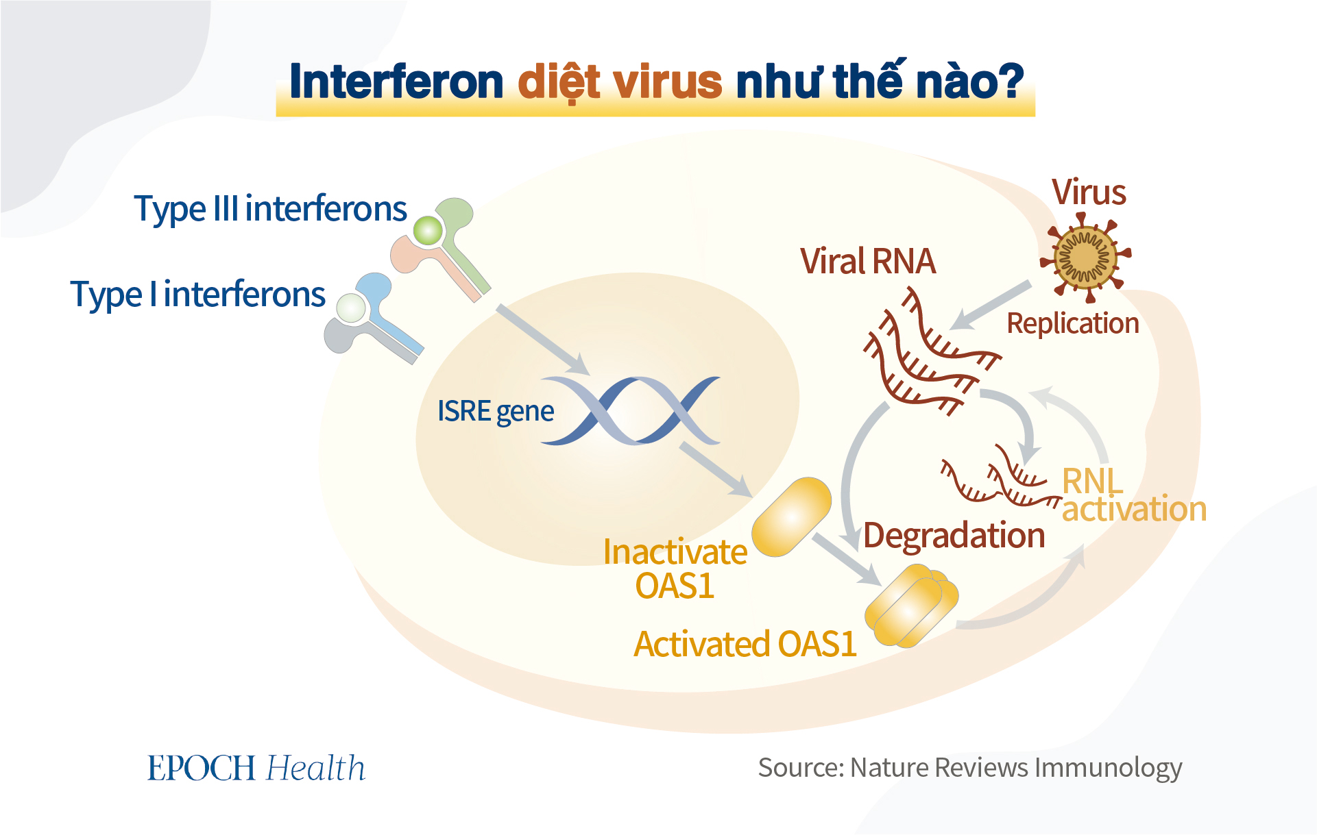 Interferon can thiệp vào sự sao chép của virus. (Ảnh: The Epoch Times)