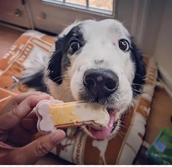 Một khách hàng của Charlottesville Dog Barkery ở Virginia, đang thưởng thức Món Neapolitan được nướng theo yêu cầu. (Ảnh: Được sự cho phép của chủ sở hữu Rod Jackson)