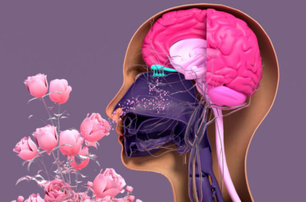 Cách lấy lại khứu giác hậu COVID