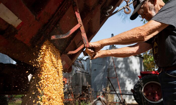 Nông gia Hoa Kỳ dự trù ‘trồng chuyên canh bắp’ trong năm 2023 mặc dù có nhiều rủi ro
