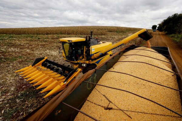 Một nông gia sử dụng máy để thu hoạch bắp tại một đồn điền ở Maringa, Brazil, hôm 13/7/2022. (Ảnh: Rodolfo Buhrer/Reuters)
