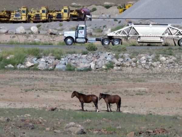 Những chú ngựa thảo nguyên gặm cỏ tại Trung tâm Công nghiệp Tahoe Reno, 15 dặm về phía đông Sparks, Nevada, hồi tháng 09/2014, nơi Tesla Motors dự định đầu tư 3.6 tỷ USD để sản xuất pin lithium cho xe điện. (Ảnh: Scott Sonner/AP Photo)