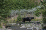 Một con bò hoang trên bờ Sông Gila ở Vùng hoang dã Gila thuộc phía tây nam tiểu bang New Mexico vào ngày 25/07/2020. (Ảnh: Robin Silver/Trung tâm Đa dạng Sinh học qua AP)