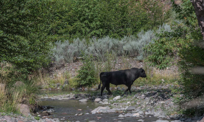 Các quan chức Hoa Kỳ ban hành lệnh bắn hạ bò hoang ở New Mexico