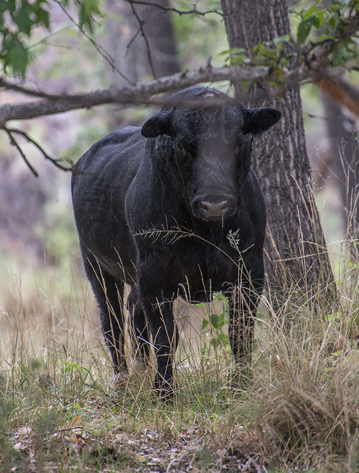 Một con bò hoang dọc theo Sông Gila ở Vùng hoang dã Gila ở phía tây nam New Mexico vào ngày 25/07/2020. (Ảnh: Robin Silver/Trung tâm Đa dạng Sinh học qua AP)