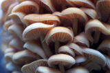 Các loại nấm như nấm hương, nấm bào ngư Nhật, phục linh, ngưu chương chi… đều có tác dụng điều hòa miễn dịch. (Ảnh: Shutterstock)