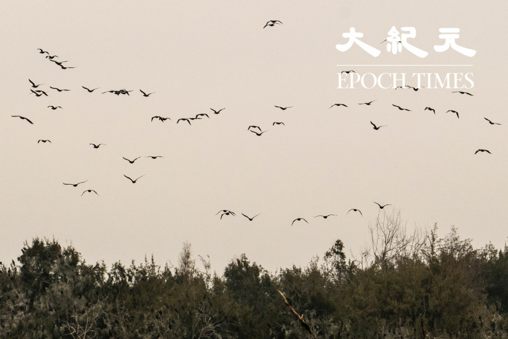 Đàn chim cốc bay lượn trên bầu trời ở Aogu Wetland. (Ảnh: Vương Gia Ích / Epoch Times)