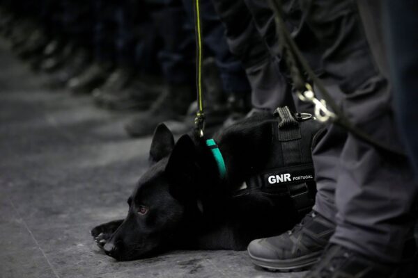 Các thành viên của một đội tìm kiếm và cứu hộ cùng với những con chó của họ xếp hàng chờ lên phi cơ tới Thổ Nhĩ Kỳ tại phi trường quân sự ở Lisbon hôm 08/02/2023. (Ảnh: Armando Franca/AP Photo)
