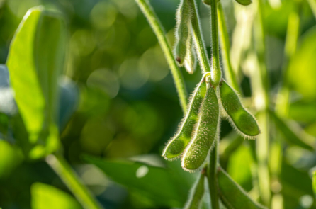 Đậu nành biến đổi gene có gây hại cho sức khỏe không?