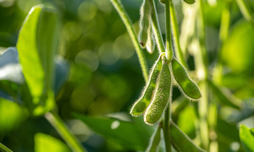 Đậu nành biến đổi gene có gây hại cho sức khỏe không?