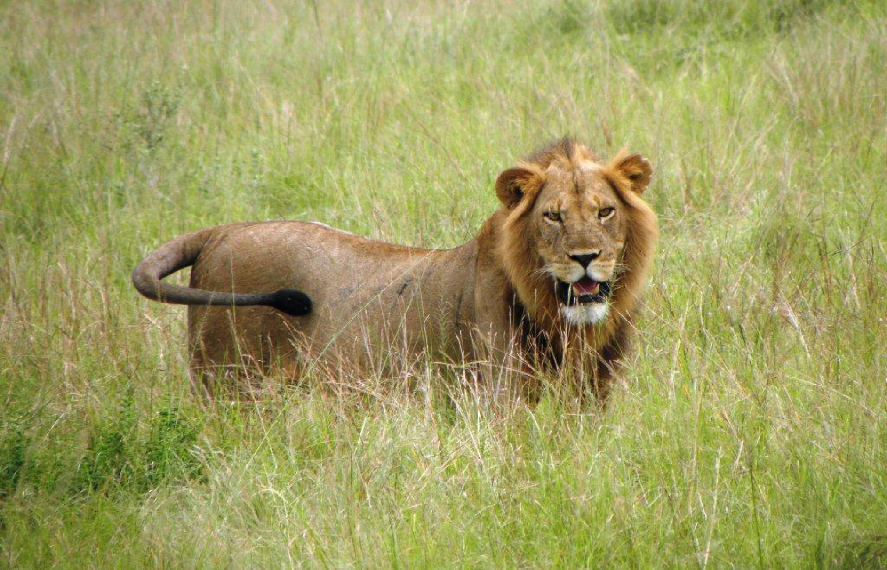 Ảnh chụp một con sư tử đực trong chuyến đi săn ở Phi Châu. (Ảnh: Đăng dưới sự cho phép của anh Fyllis Hockman.)