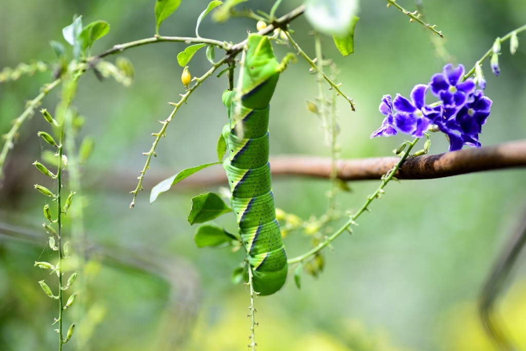 Đừng như con sâu chiếc lá, hãy ‘làm người’ để Thần coi trọng