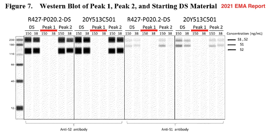 Biểu đồ Western blot hư cấu do Pfizer gửi tới EMA. (Ảnh: EMA)