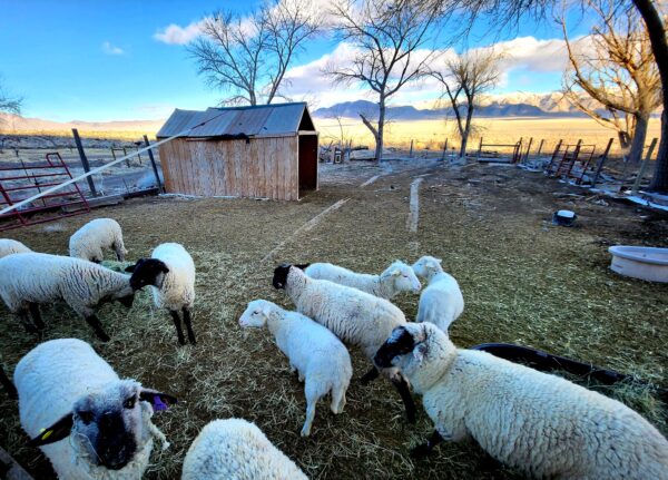 Nuôi cừu là một trong những hoạt động chính tại Fortitude Ranch Nevada hôm 02/03/2023. (Ảnh: Allan Stein/The Epoch Times)