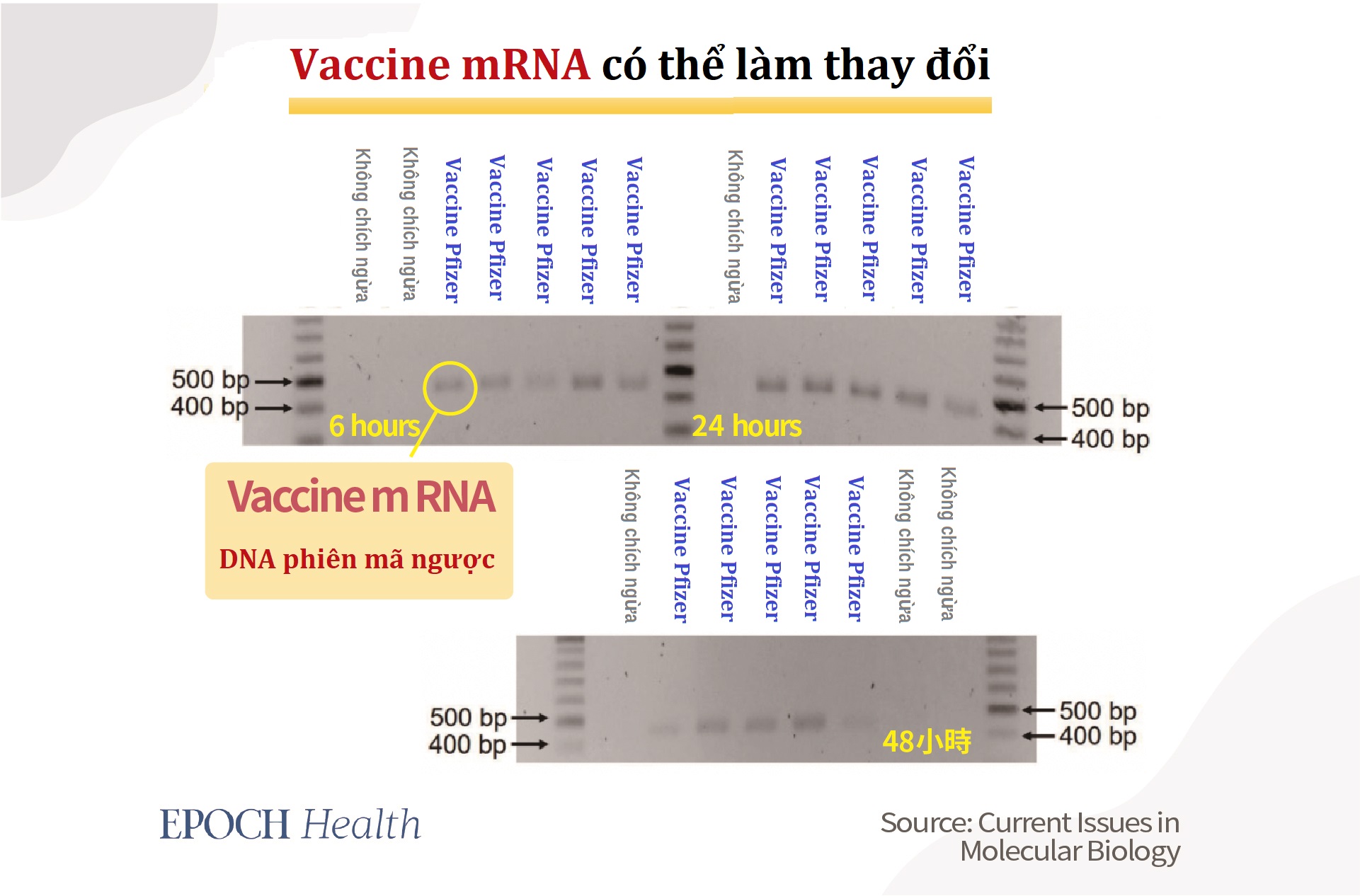 Tình trạng tổn thương do vaccine có thể liên quan đến mRNA bị cắt ngắn (Phần 2)