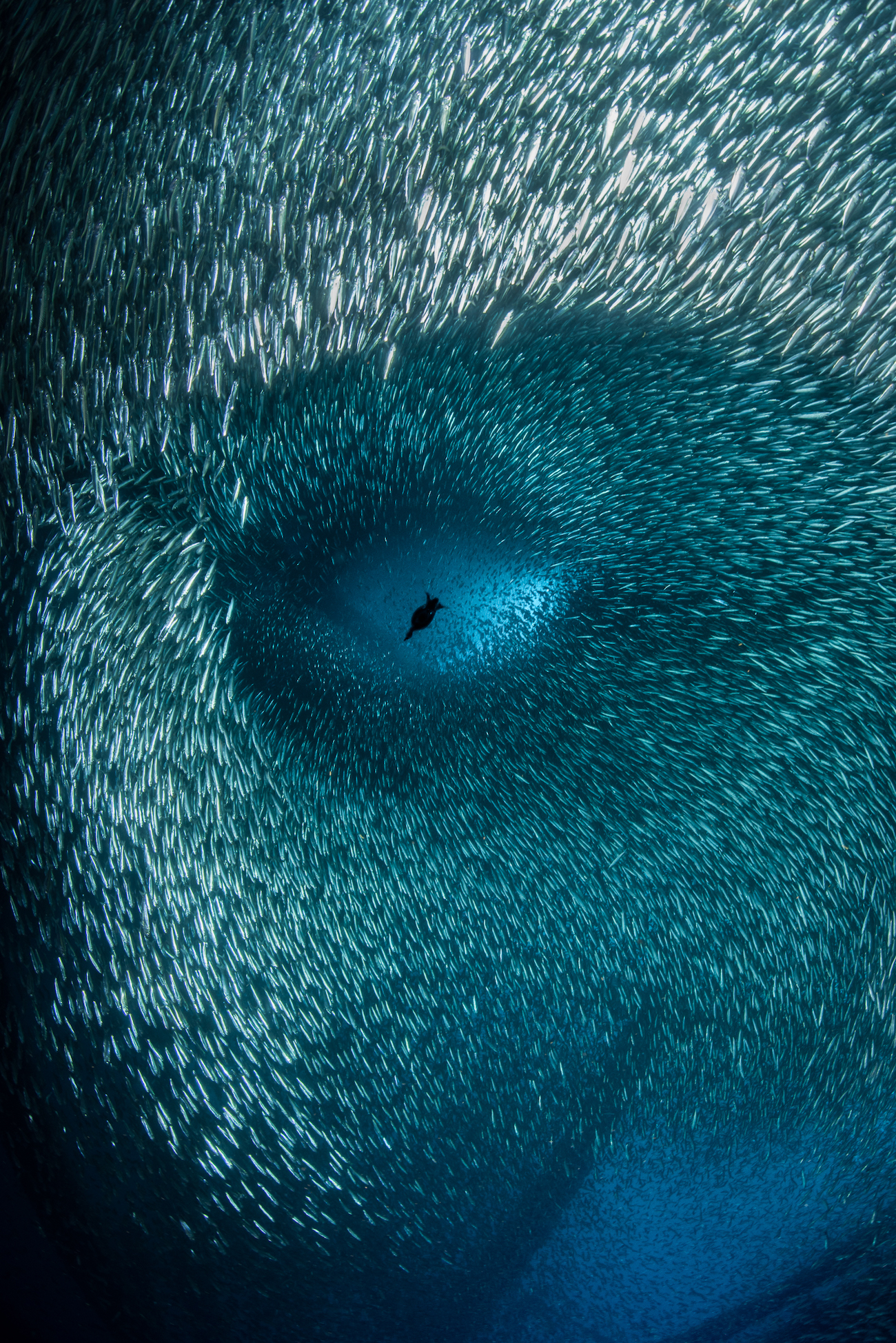 Một con chim cốc lặn qua đàn cá mồi lớn, tạo ra một chuỗi những hình dạng mô phỏng một khuôn mặt người. (Ảnh: Đăng dưới sự cho phép của nhiếp ảnh gia Brook Peterson)