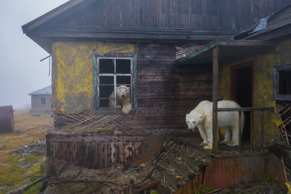Những chú gấu Bắc cực làm một ngôi “nhà” tại một nhà ga bỏ hoang trên Đảo Kolyuchin, Nga. (Ảnh: Đăng dưới sự cho phép của nhiếp ảnh gia Dmitry Kokh)
