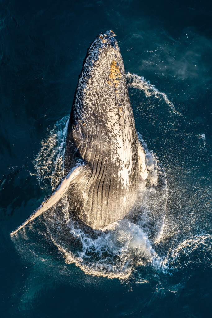 Một chú cá voi lưng gù ngoi lên từ Ấn Độ Dương trong ánh sáng vàng của một buổi bình minh ở Tây Úc. (Ảnh: Đăng dưới sự cho phép của nhiếp ảnh gia Jake Wilton)
