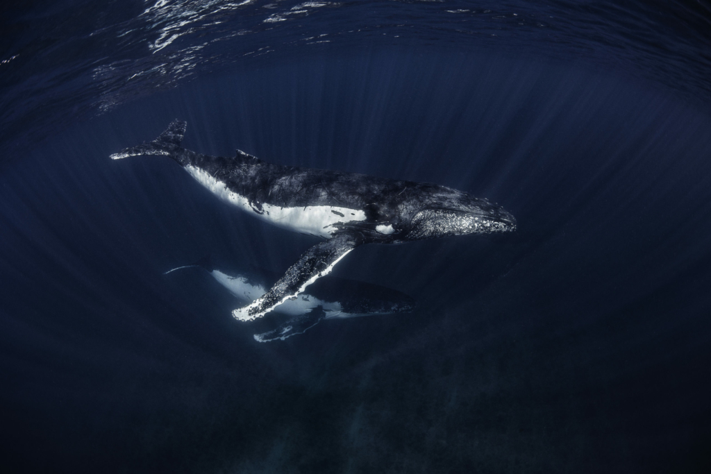 Những chú cá voi lưng gù đang tận hưởng làn nước mùa đông ngoài khơi Rạn san hô Ningaloo, Tây Úc. (Ảnh: Đăng dưới sự cho phép của nhiếp ảnh gia Brooke Pyke)