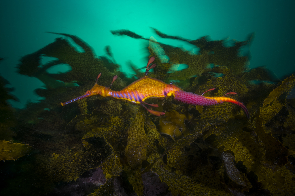Một con hải long lá (cá rồng biển thân lá) đang mang thai. (Ảnh: Đăng dưới sự cho phép của nhiếp ảnh gia Matty Smith)