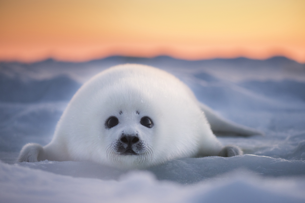 Một chú hải cẩu đàn hạc (harp seal) lúc hoàng hôn. (Ảnh: Đăng dưới sự cho phép của nhiếp ảnh gia Ellen Cuylaerts)