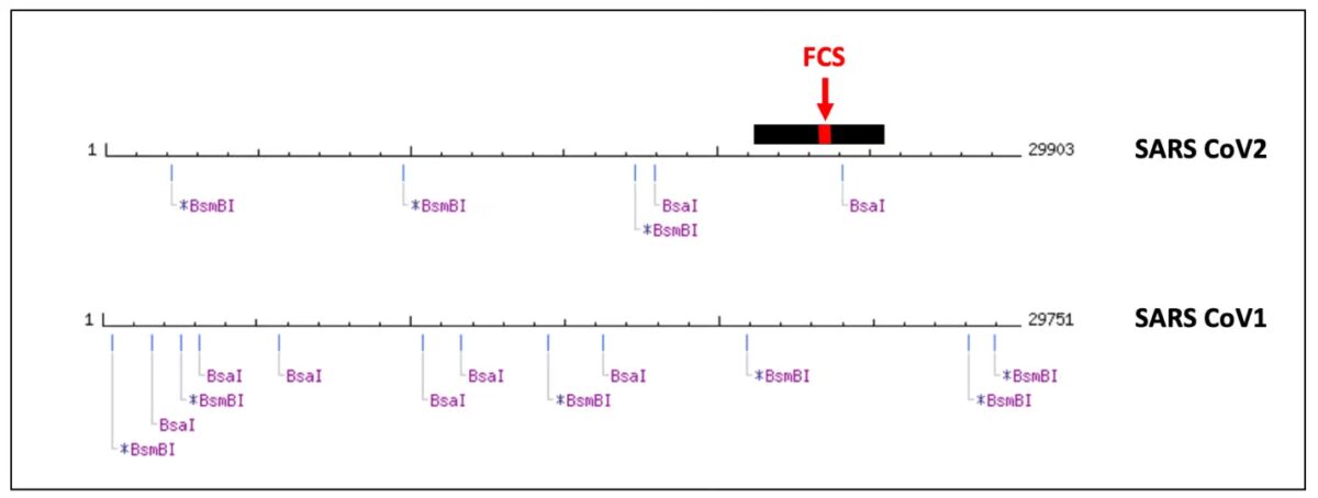 Hình 3. Sự phân bố của các vị trí cắt BsmBI và BsaI trong bộ gene của hai loại virus gây ra đại dịch SARS. SARS-CoV-1 là một loại virus tự nhiên với các vị trí phân cắt được phân bố ngẫu nhiên, trong khi sự phân bố của các vị trí phân cắt trong bộ gene của SARS-CoV-2 dường như không ngẫu nhiên. Thanh màu đen đại diện cho vị trí của gene gai; vùng FCS được đánh dấu màu đỏ. BsaI có thể được sử dụng để loại bỏ và thay thế hầu hết các gai của SARS-CoV-2, bao gồm cả FCS, nhằm thay đổi khả năng lây nhiễm của virus.