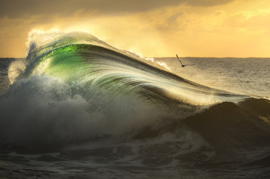 Một chú mòng biển bay qua một ngọn sóng xô dưới ánh sáng bình minh. (Ảnh: Đăng dưới sự cho phép của nhiếp ảnh gia Gergo Rugli)