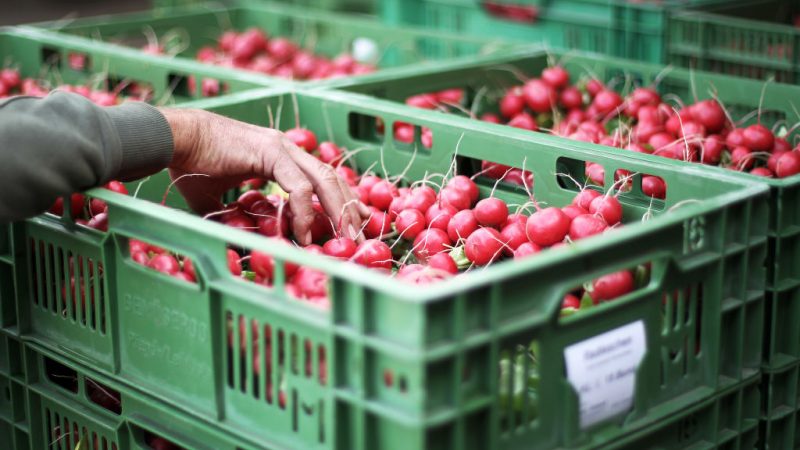 Nông dân Đức phải chịu chi phí cho các quy định về cấm thuốc bảo vệ thực vật của EU