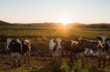 Quang cảnh những con gia súc đang nhai cỏ xung quanh trang trại Frank Konyn Dairy Inc. ở Escondido, California, vào ngày 16/04/2020. (Ảnh: Ariana Drehsler/AFP qua Getty Images)