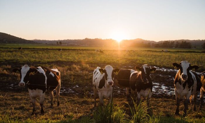 Quang cảnh những con gia súc đang nhai cỏ xung quanh trang trại Frank Konyn Dairy Inc. ở Escondido, California, vào ngày 16/04/2020. (Ảnh: Ariana Drehsler/AFP qua Getty Images)
