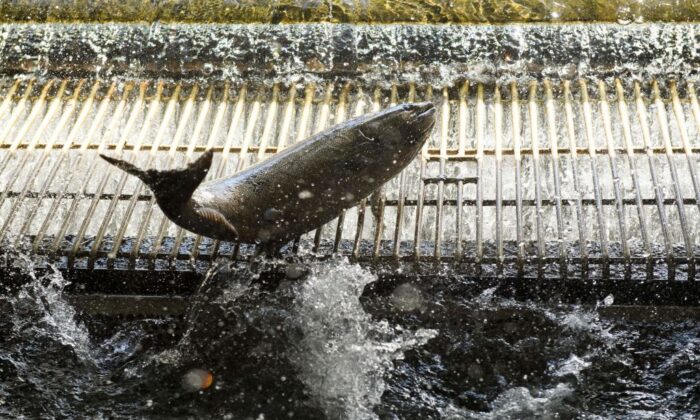 California, Oregon cấm đánh bắt cá hồi trong bối cảnh quần thể cá đang suy giảm