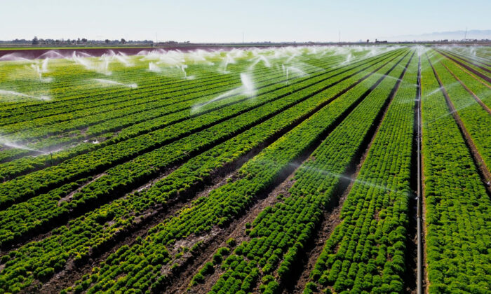 Vòi phun nước tưới một cánh đồng rau diếp ở Holtville, California, hôm 09/02/2023. (Ảnh: Sandy Huffaker/AFP qua Getty Images)