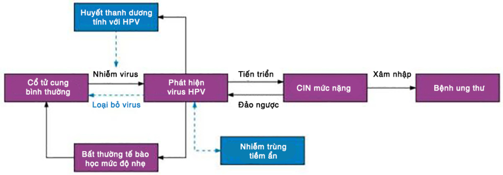 Các nghiên cứu hiện tại: Vaccine HPV có thể ngăn ngừa ung thư cổ tử cung hay không?