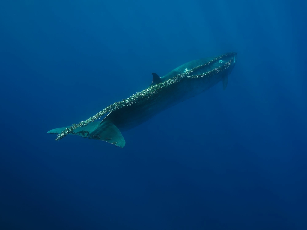 Một con cá voi Bryde đang kéo theo một chiếc lưới đánh cá cỡ lớn dài ít nhất 12 mét. (Ảnh: Đăng dưới sự cho phép của nhiếp ảnh gia Judith van de Griendt)