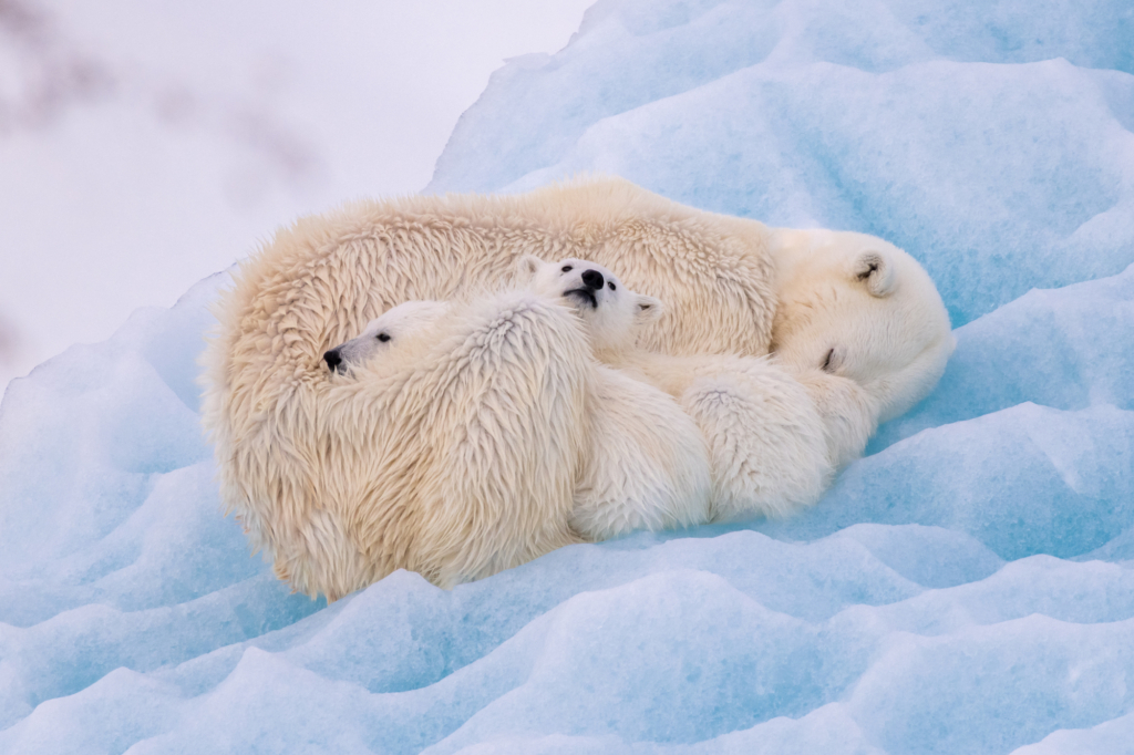 Hai chú gấu Bắc Cực con quấn quýt bên gấu mẹ. (Ảnh: Đăng dưới sự cho phép của nhiếp ảnh gia Nadia de Lange)