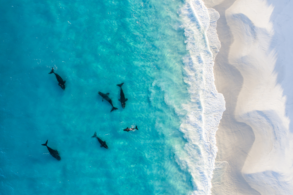 Những chú cá voi đầu bò phương nam tụ tập ngoài khơi một bãi biển xa xôi. (Ảnh: Đăng dưới sự cho phép của nhiếp ảnh gia Sean Scott)