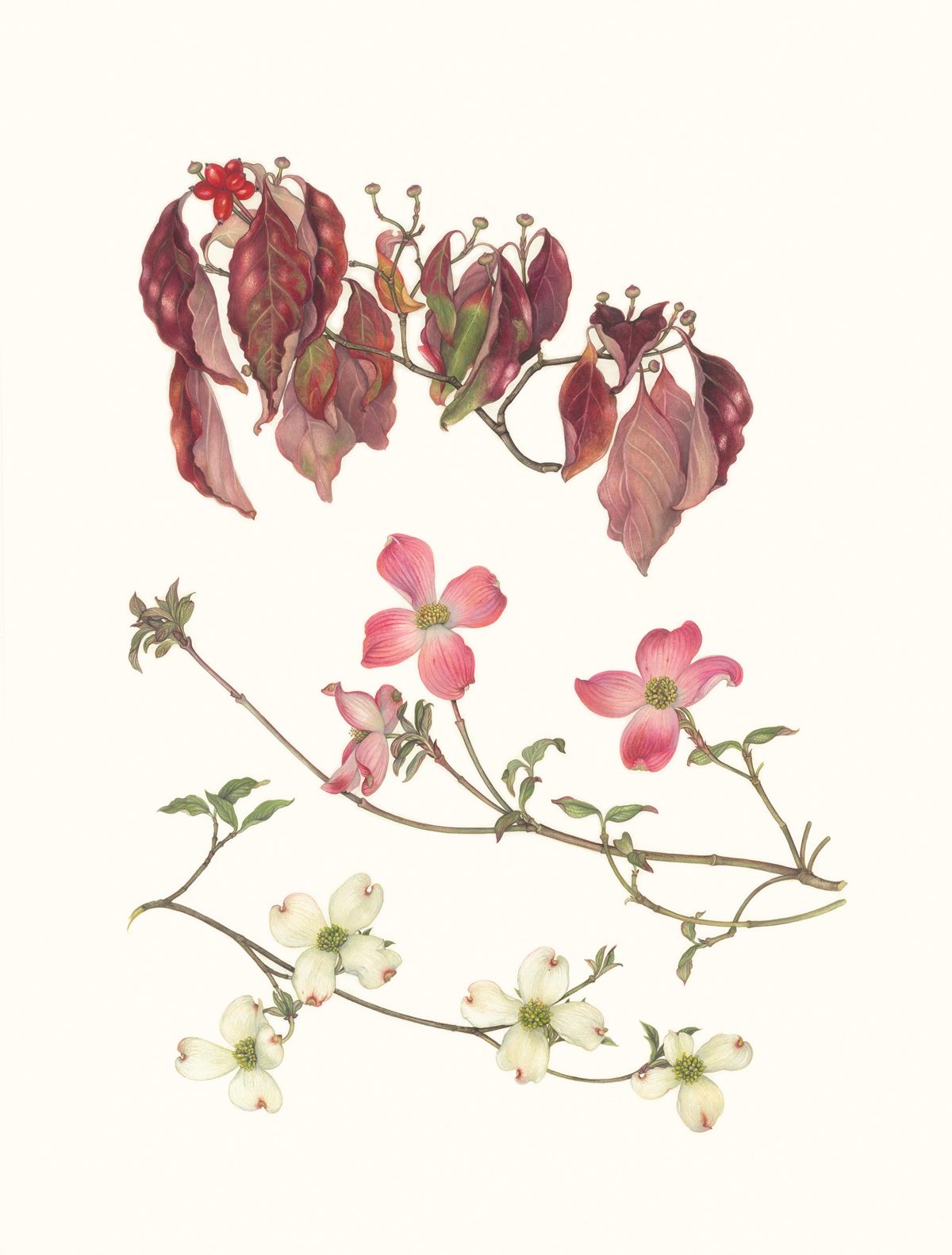 Tranh minh họa “Hoa Sơn Thù Du (Cornus florida) vào Mùa Thu và Mùa Xuân” của họa sĩ Margaret Farr. Tranh màu nước trên giấy, kích cỡ 23 inch x 17 inch. (Ảnh: Margaret Farr)