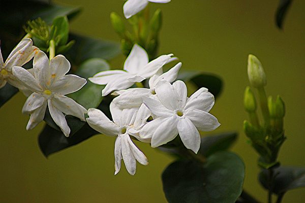 Hoa nhài màu trắng, có hương thơm. (Ảnh: Pixabay)