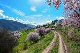 Hoa Hạnh nở rực rỡ khắp phố núi, là loài hoa đại biểu cho tiết Vũ Thủy trong 24 tiết khí. (Ảnh: Pixabay)