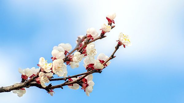 Hoa Hạnh mùa xuân trong tiết Vũ Thủy. (Ảnh: Pixabay)
