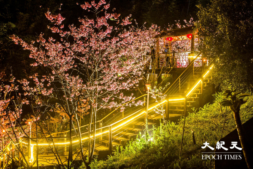 1Con đường hoa anh đào về đêm trên đỉnh Thạch Trạo, A Lý Sơn, Đài Loan. (Ảnh: Vương Gia Ích / Epoch Times)