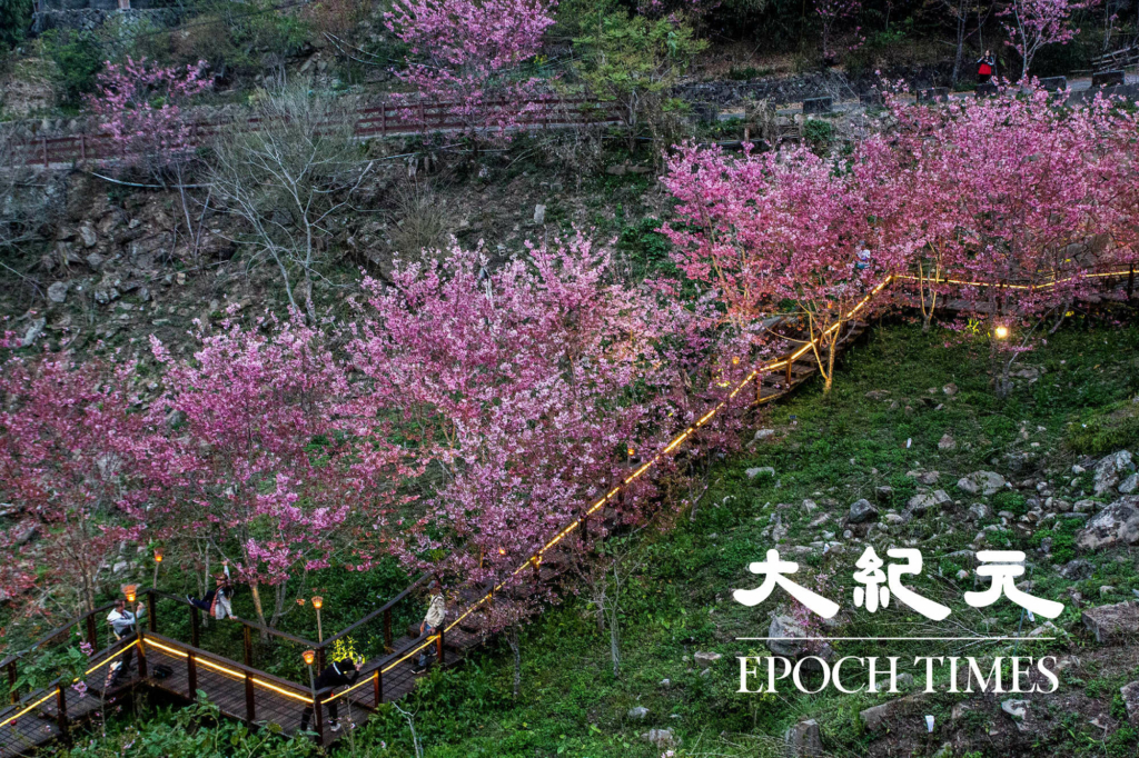 2Con đường hoa anh đào về đêm trên đỉnh Thạch Trạo, A Lý Sơn, Đài Loan. (Ảnh: Vương Gia Ích / Epoch Times)