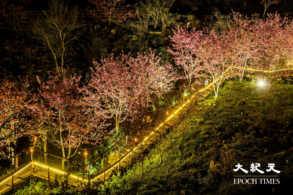 3Con đường hoa anh đào về đêm trên đỉnh Thạch Trạo, A Lý Sơn, Đài Loan. (Ảnh: Vương Gia Ích / Epoch Times)